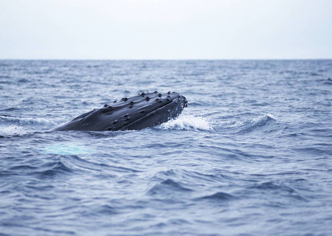 Gran Canaria: Dolphin Search