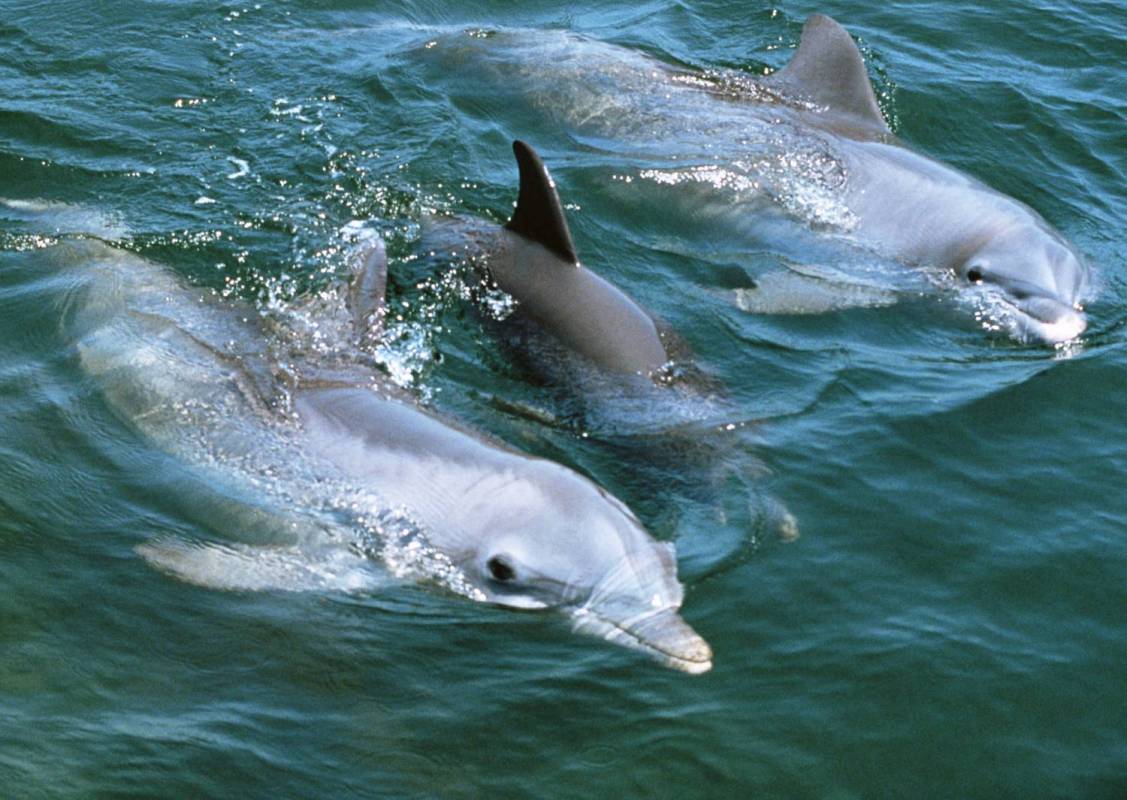 Gran Canaria: Dolphin Search