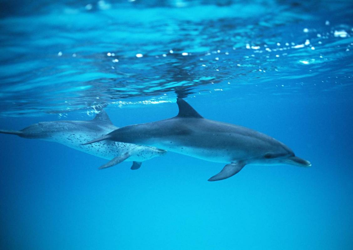 Gran Canaria: Dolphin Search