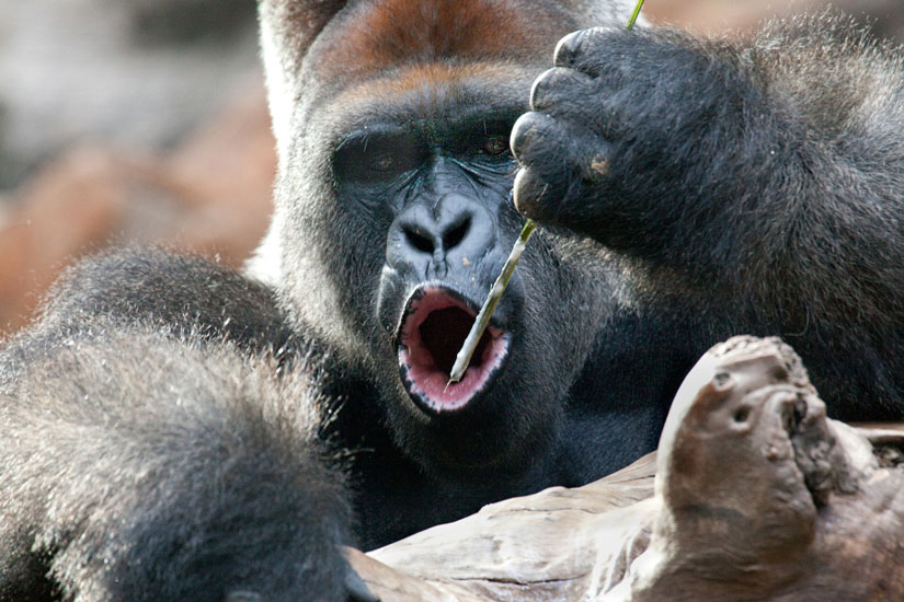 Tenerife & Loro Parque From Gran Canaria