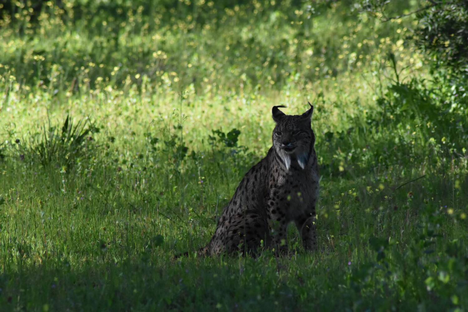 Donana National Park Small Group Guided Day Tour From Seville By Jeep Experitour Com