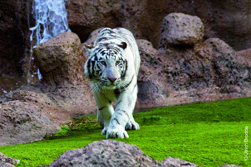 Tenerife & Loro Parque From Gran Canaria