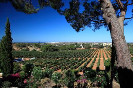 From Albufeira: Wine World Experience