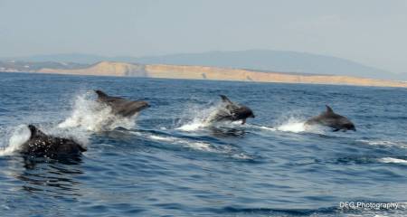 Dolphin And Whale Watching Boat Trip From Lagos