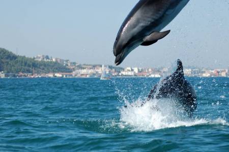 From Lisbon: 4X4 Trip & Catamaran Tour To See The Arrábida Dolphins