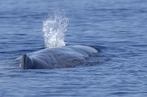 Full-Day Whale Watching Boat Tour In São Miguel Island, Azores