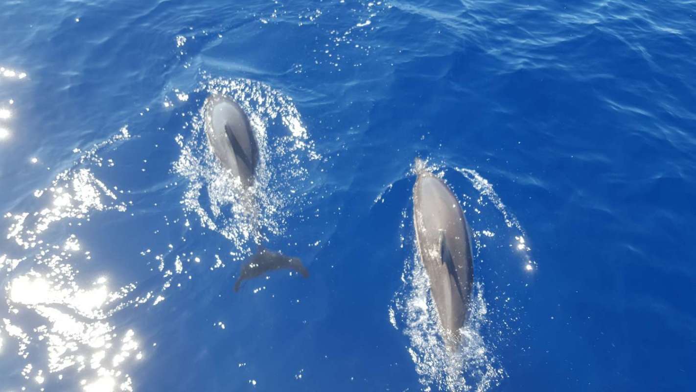 Full-Day Whale Watching Boat Tour In São Miguel Island, Azores