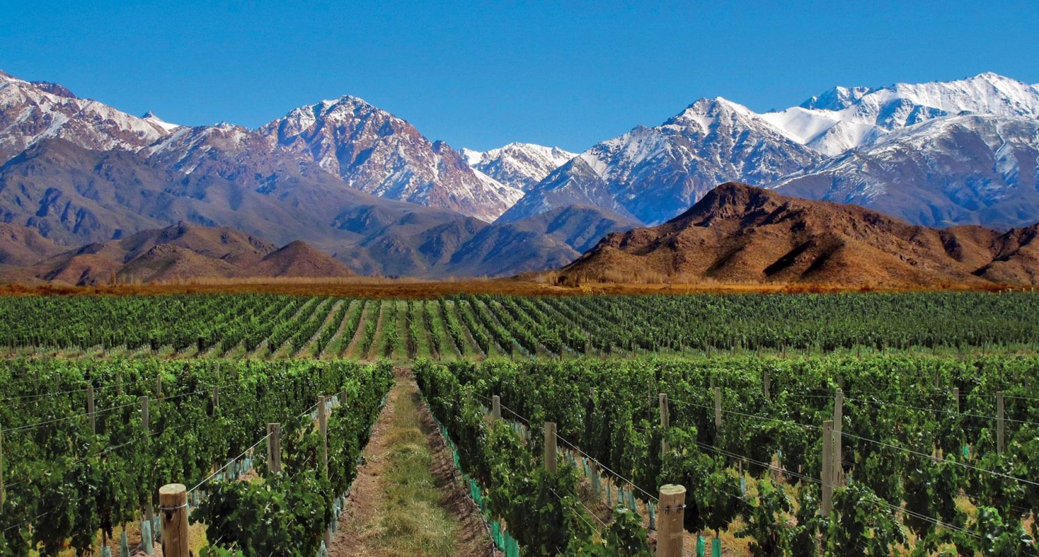 Half Day Wine Tasting Tour In Vineyards From Mendoza