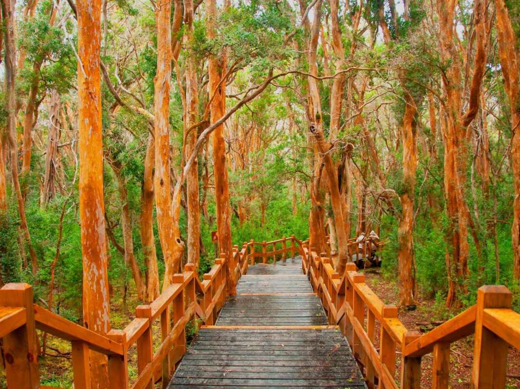 From Bariloche: Excursion To Isla Victoria & Arrayanes Forest With Boat Tour
