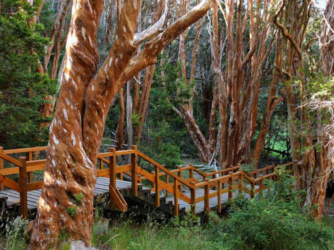 From Bariloche: Excursion To Isla Victoria & Arrayanes Forest With Boat Tour