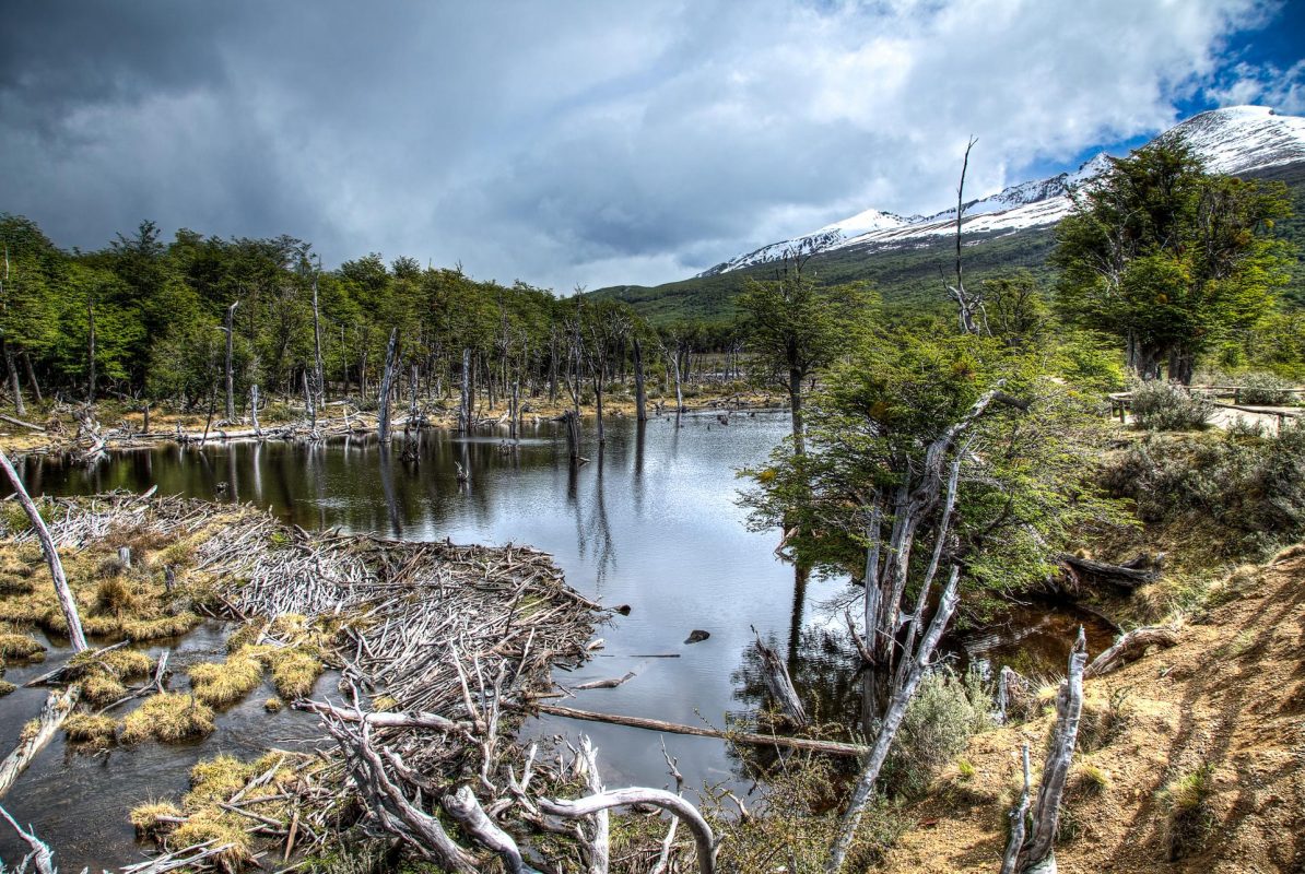 From Ushuaia: Excursion To Tierra Del Fuego National Park With Train Of The End Of The World
