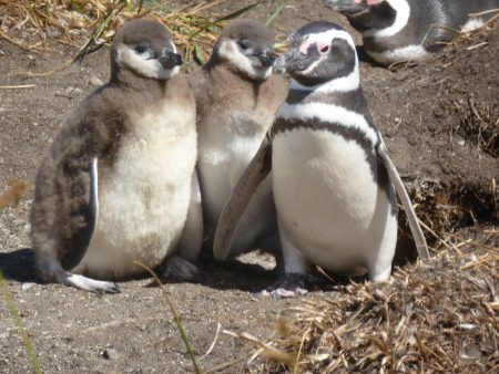 Bootsfahrt Im Beagle-Kanal Zur Pinguinkolonie Von Ushuaia