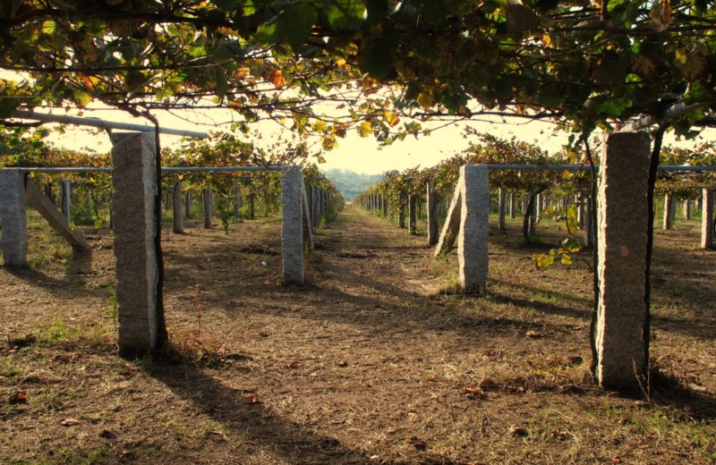 Excursion To The Argentine Wine Route Departing From Salta