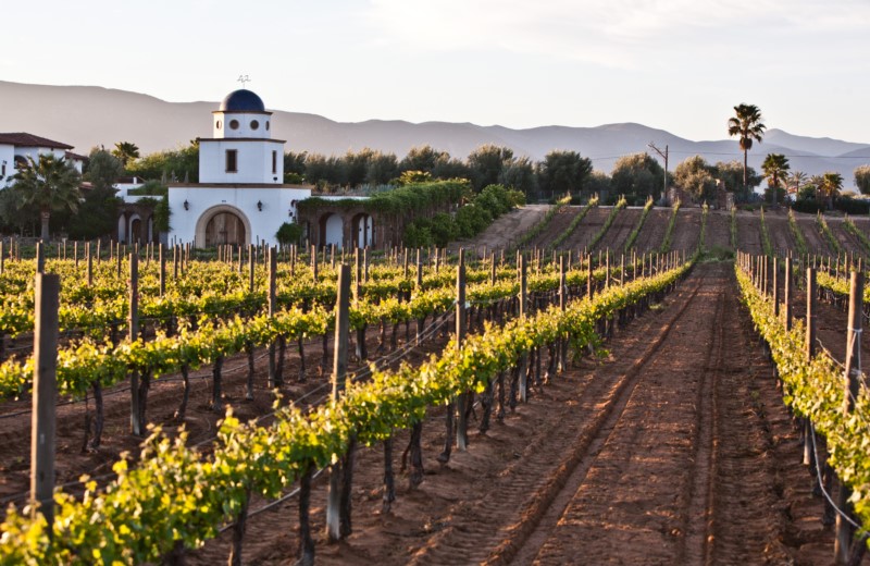 Excursion To The Argentine Wine Route Departing From Salta