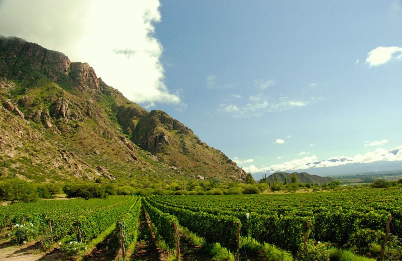 Excursion To The Argentine Wine Route Departing From Salta