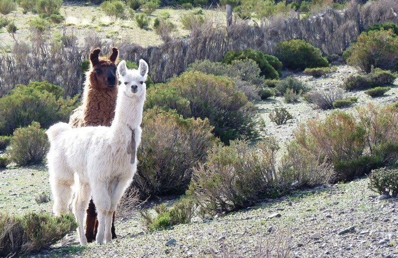 Full-Day Trip To San Antonio De Los Cobres From Salta