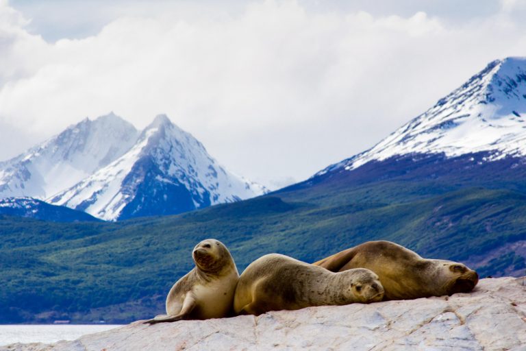 Seals and sea lions, Beagle Channel, Ushuaia, Argentina 2198744