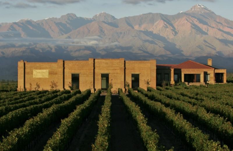 Half Day Wine Tasting Tour In Vineyards From Mendoza
