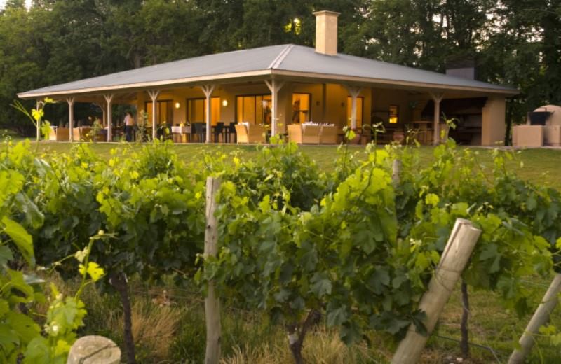Half Day Wine Tasting Tour In Vineyards From Mendoza