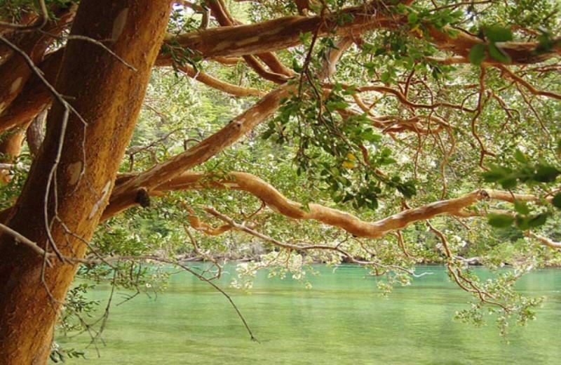 From Bariloche: Excursion To Isla Victoria & Arrayanes Forest With Boat Tour