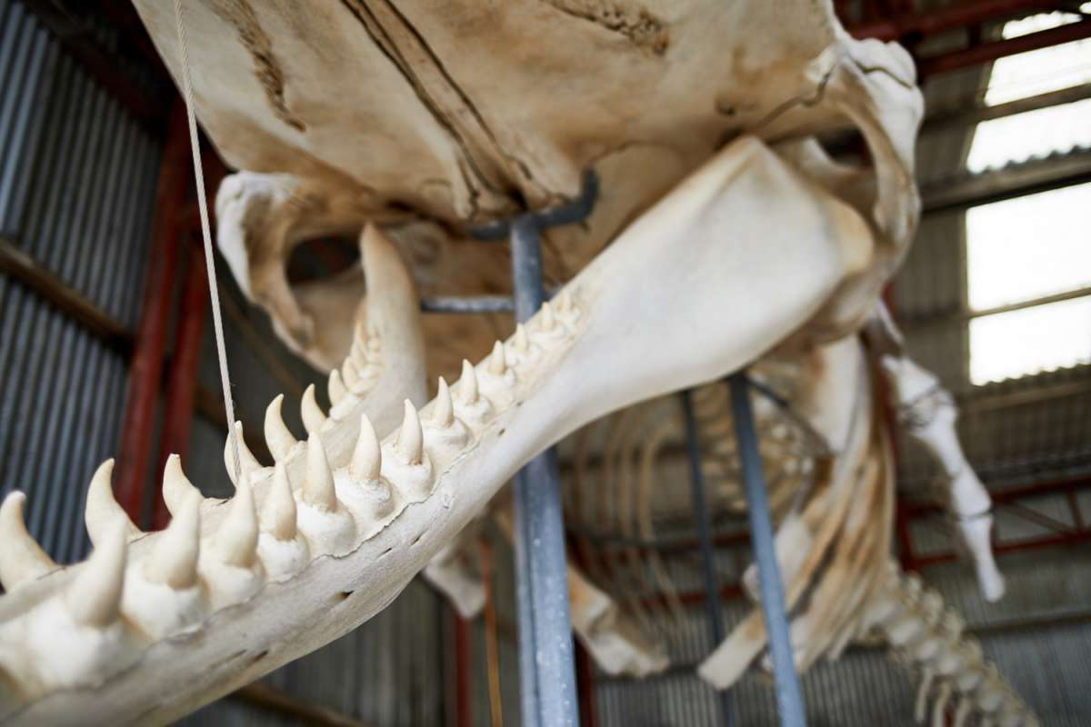Albany: Half-Day Tour At The Historic Whaling Station At Discovery Bay