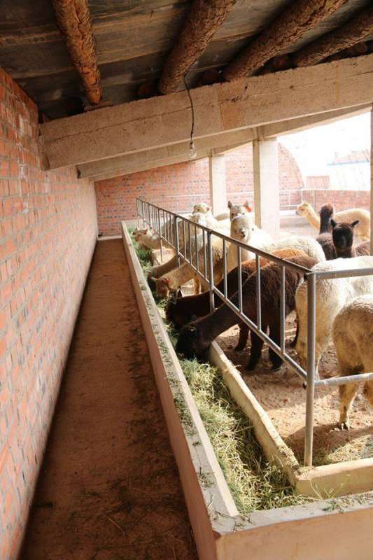 2-Hour Guided Tour To The Softfoot Alpaca Farm