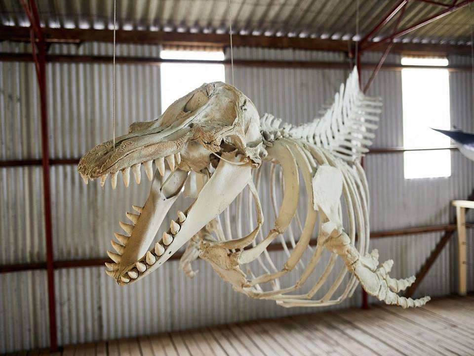Albany: Half-Day Tour At The Historic Whaling Station At Discovery Bay