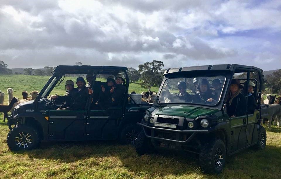 2-Hour Guided Tour To The Softfoot Alpaca Farm