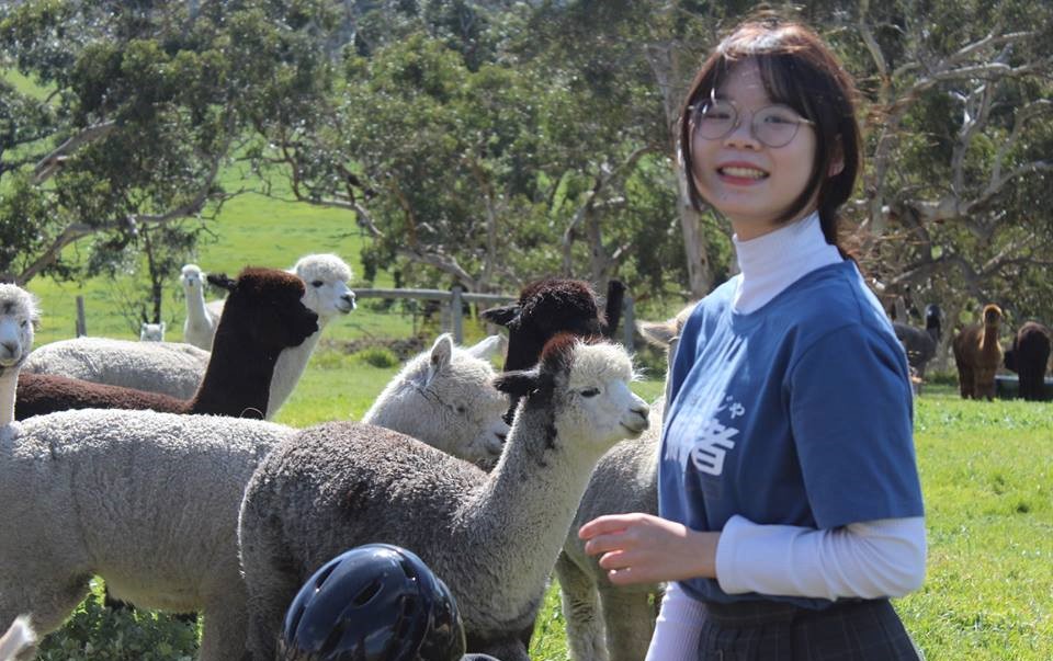 2-Hour Guided Tour To The Softfoot Alpaca Farm