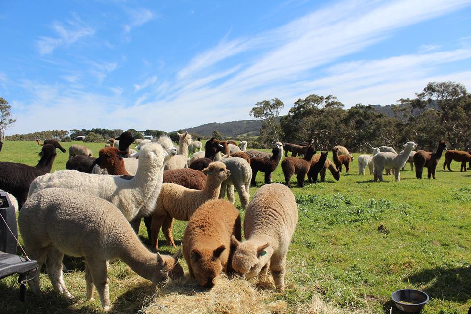 2-Hour Guided Tour To The Softfoot Alpaca Farm