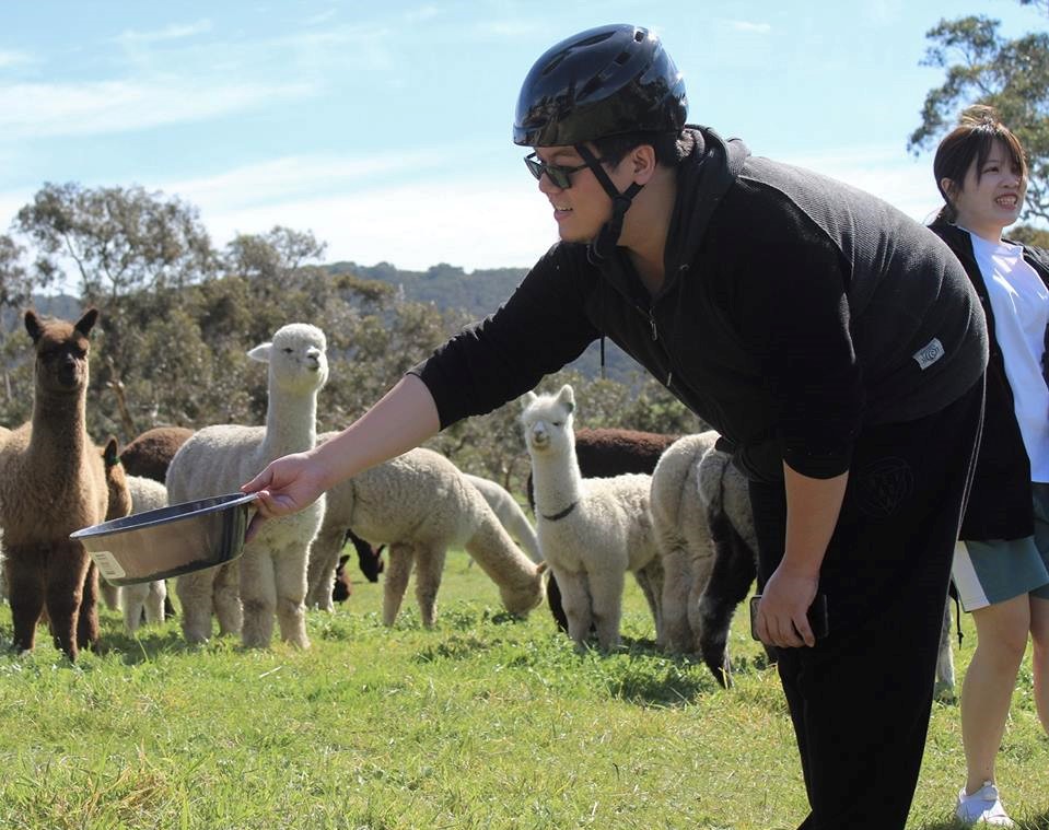 2-Hour Guided Tour To The Softfoot Alpaca Farm