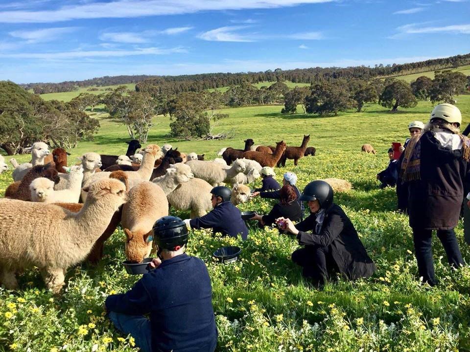 2-Hour Guided Tour To The Softfoot Alpaca Farm