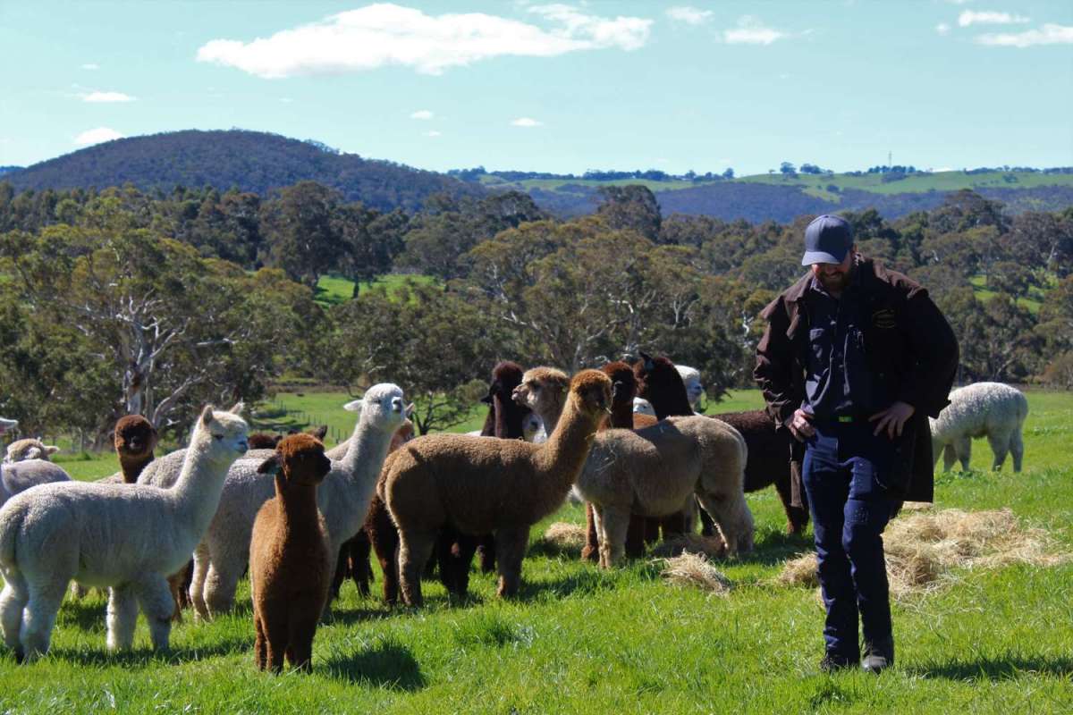 2-Hour Guided Tour To The Softfoot Alpaca Farm