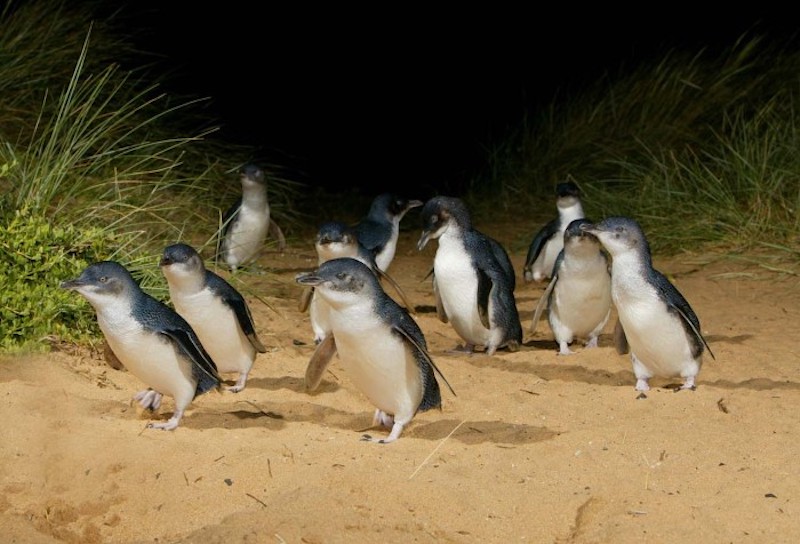 Melbourne: Full-Day Tour To Phillip Island & Maru Koala And Animal Park