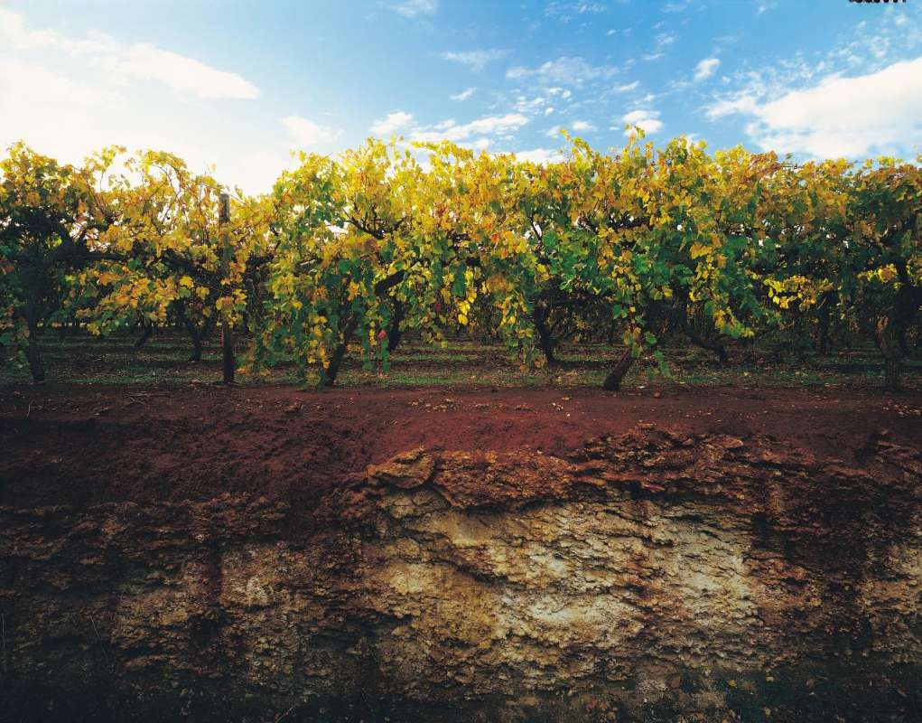From Mount Gambier: Small-Group Tour To Coonawarra Wine Region With Tastings