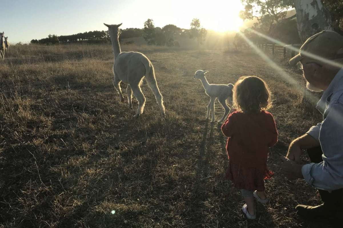 2-Hour Guided Tour To The Softfoot Alpaca Farm
