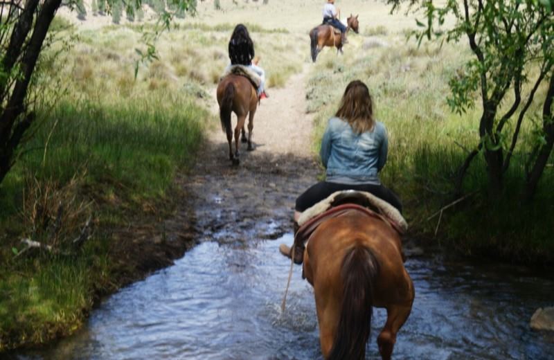 From Bariloche: Half-Day Horseback Riding Trip In Rancho San Ramon With Barbecue