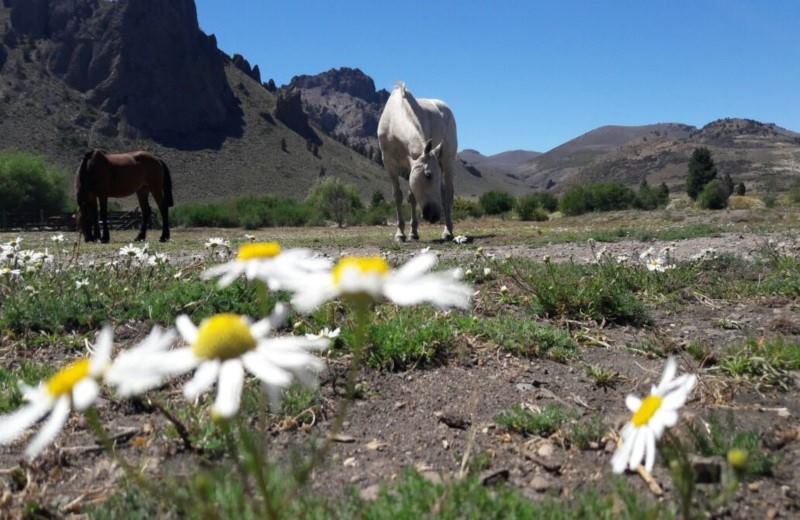 From Bariloche: Half-Day Horseback Riding Trip In Rancho San Ramon With Barbecue