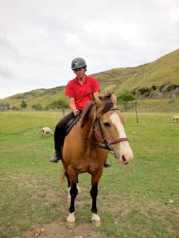 1-Hour Horse Riding On The Cable Bay Adventure Park