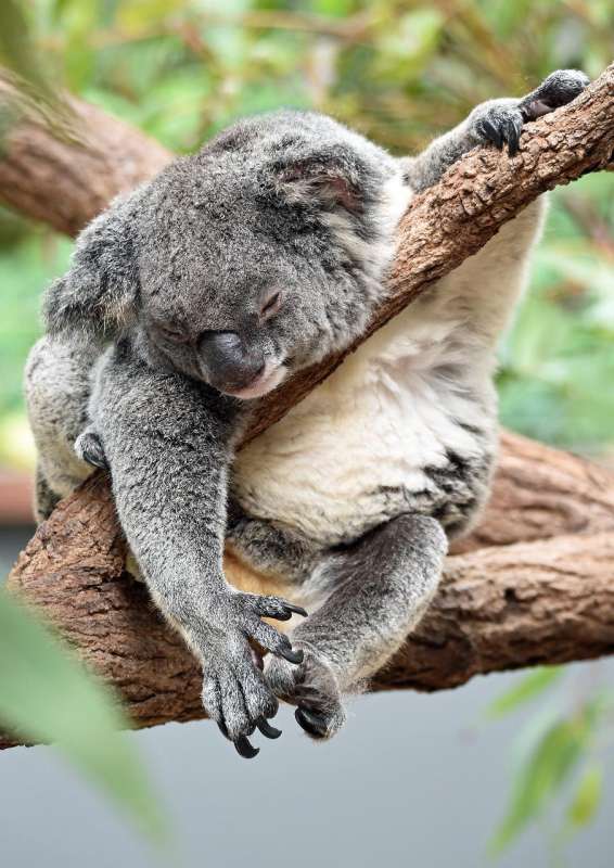 Melbourne: Full-Day Tour To Phillip Island & Maru Koala And Animal Park