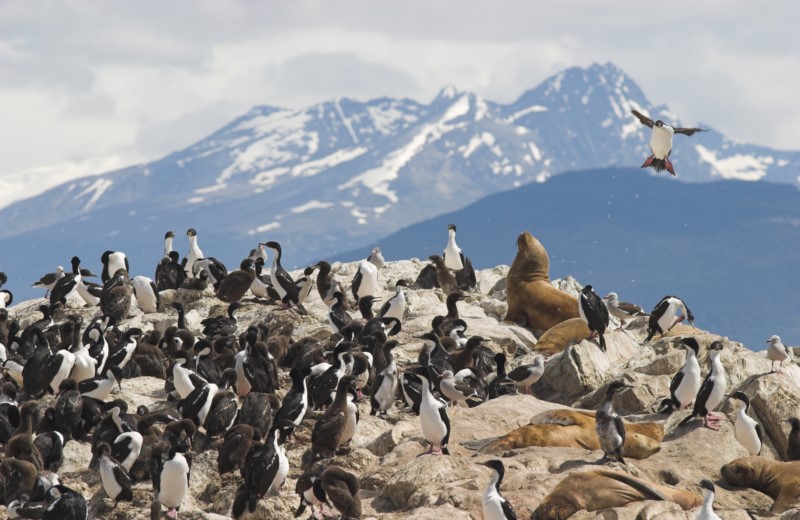 Boat Ride In The Beagle Channel To Penguin Colony From Ushuaia