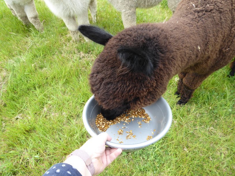 2-Hour Guided Tour To The Softfoot Alpaca Farm