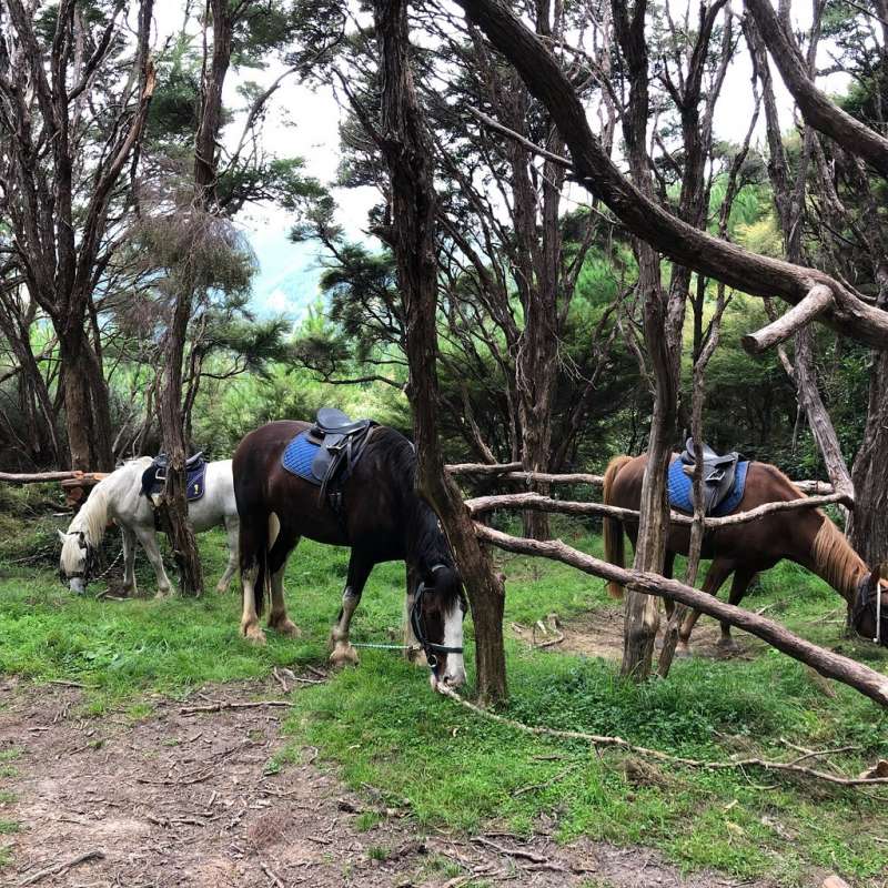 1-Hour Horse Riding On The Cable Bay Adventure Park