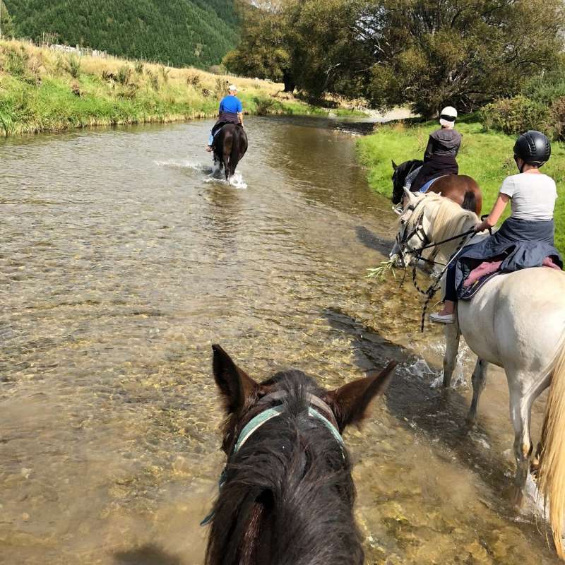 1-Hour Horse Riding On The Cable Bay Adventure Park