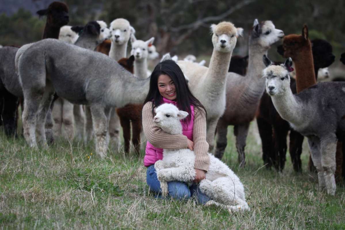 2-Hour Guided Tour To The Softfoot Alpaca Farm