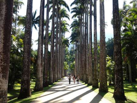Botanischer Garten von Rio de Janeiro