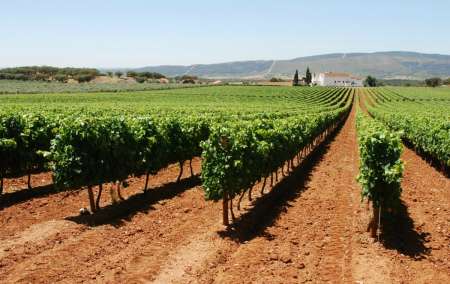 Alentejo Wine Region