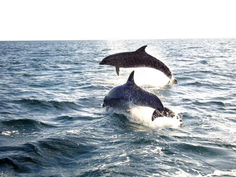 Dolphin Watching Boat Tour Starting From Alvor | experitour.com