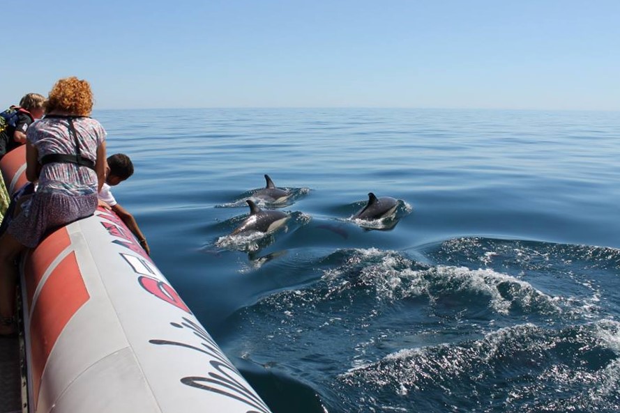 Dolphin Watching Boat Tour Starting From Alvor