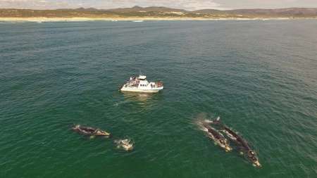 Hermanus: Excursão De Barco De Observação De Baleias Em Duas Horas Ao Longo Da Walker Bay & Gansbaai